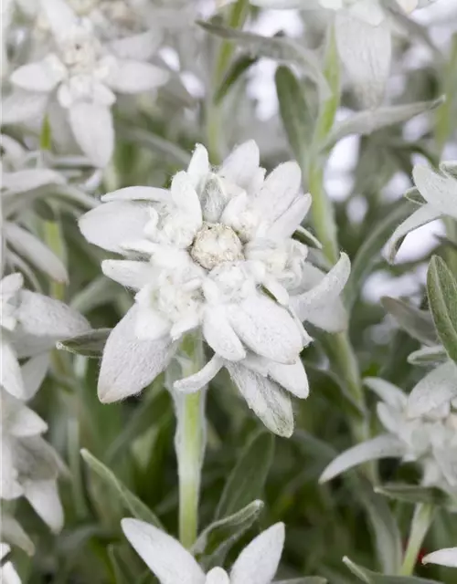 Leontopodium alpinum