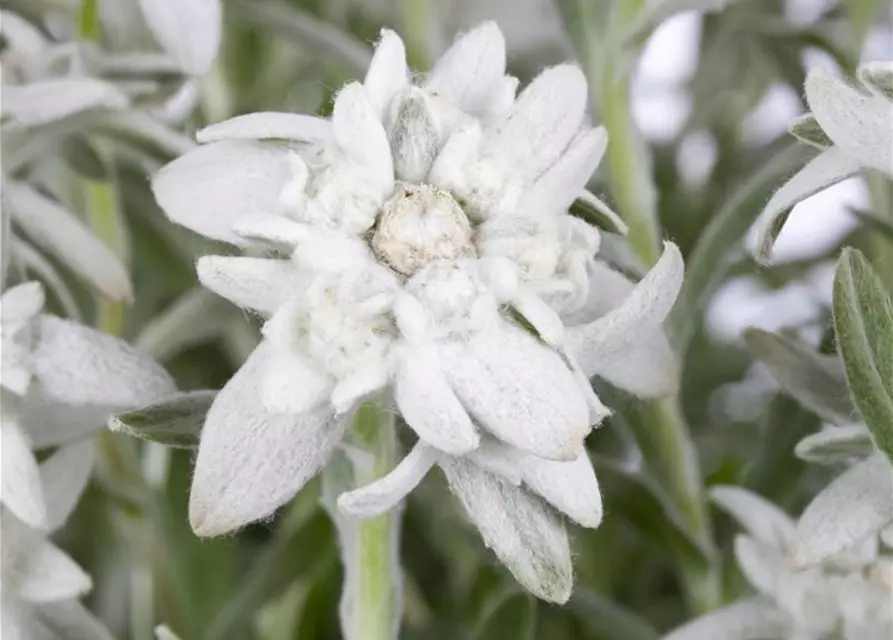 Leontopodium alpinum