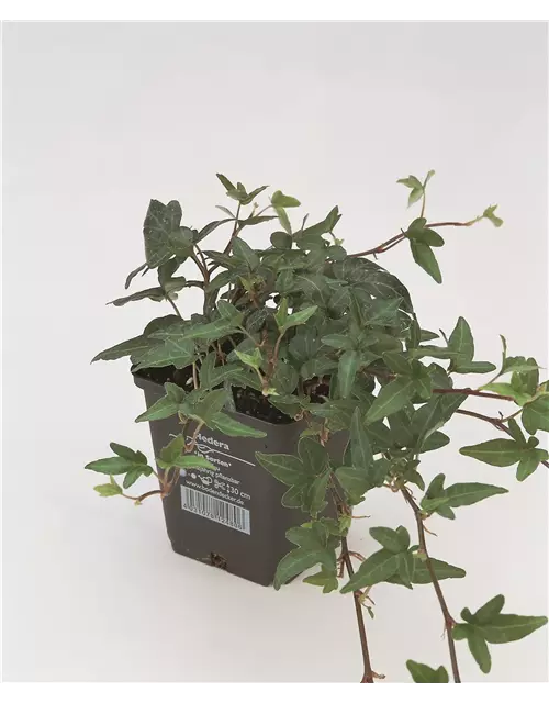 Hedera helix 'Shamrock', 12er Set