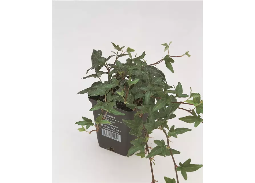 Hedera helix 'Shamrock', 12er Set