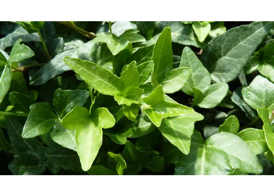 Hedera helix 'Shamrock', 12er Set