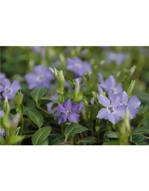 Vinca minor 'Bowles', 6er Set