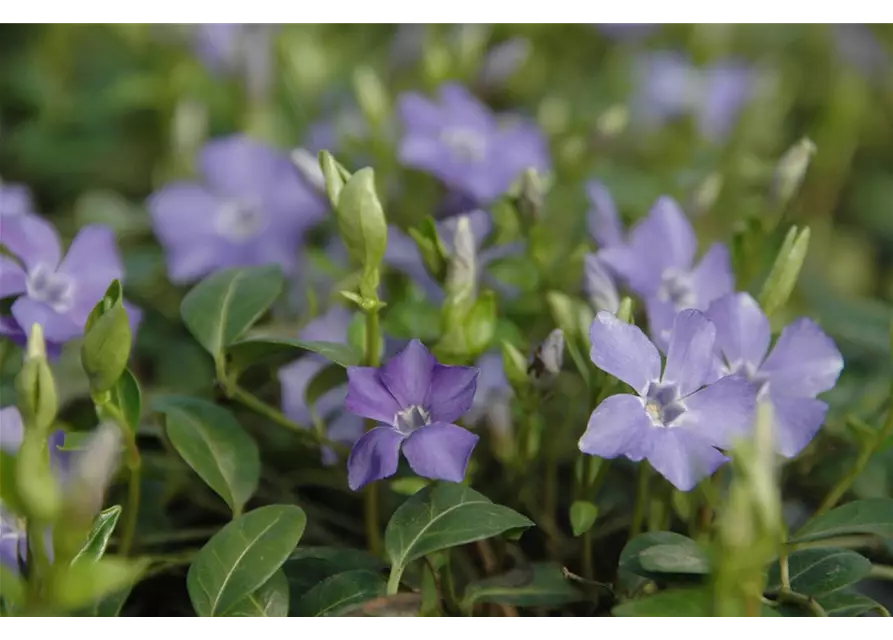 Vinca minor 'Bowles', 6er Set