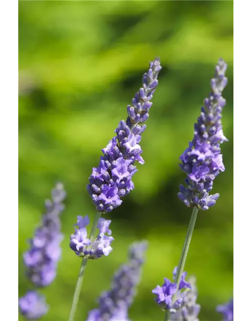 Lavandula x int. 'Heavenly Scent'® (hellblau), 12er Set