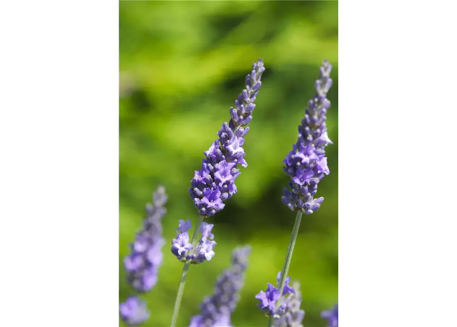 Lavandula x int. 'Heavenly Scent'® (hellblau), 12er Set