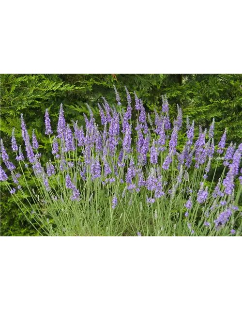 Lavandula x int. 'Heavenly Scent'® (hellblau), 12er Set