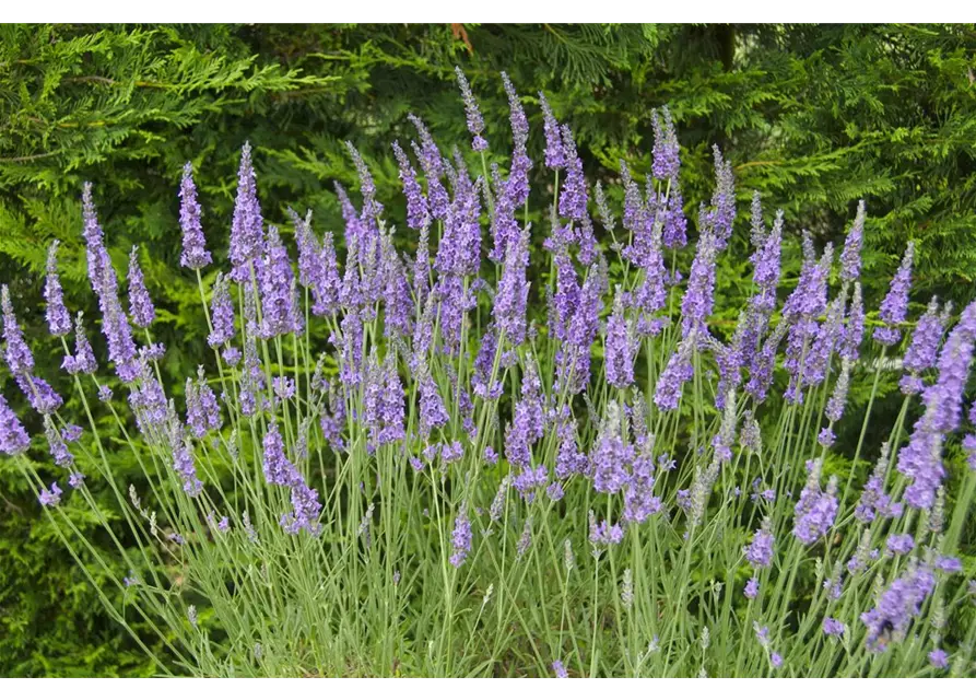 Lavandula x int. 'Heavenly Scent'® (hellblau), 12er Set