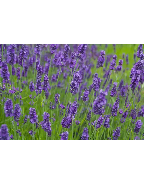 Lavandula ang. 'Olympia' (blau), 12er Set