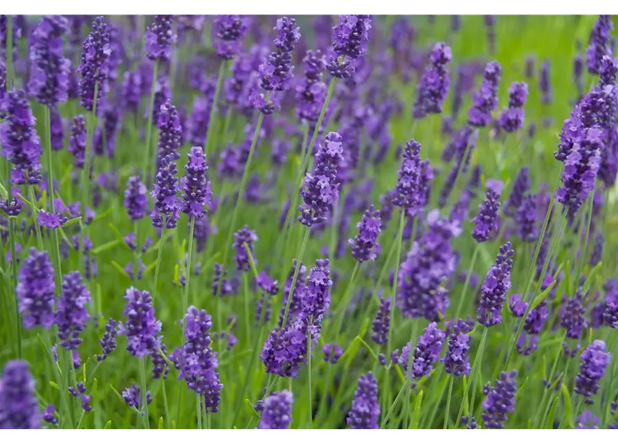 Lavandula ang. 'Olympia' (blau), 12er Set