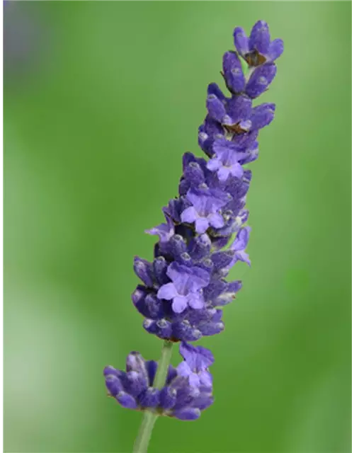 Lavandula ang. 'Olympia' (blau), 12er Set