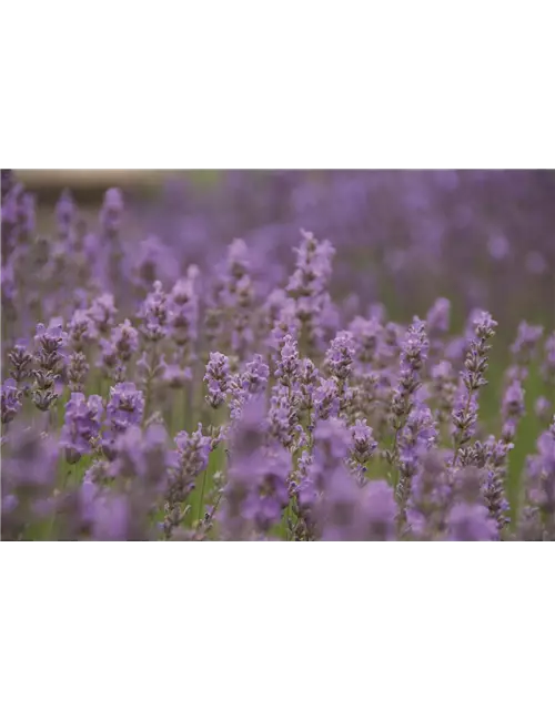 Lavandula ang. 'Little Lady' (hellblau), 12er Set