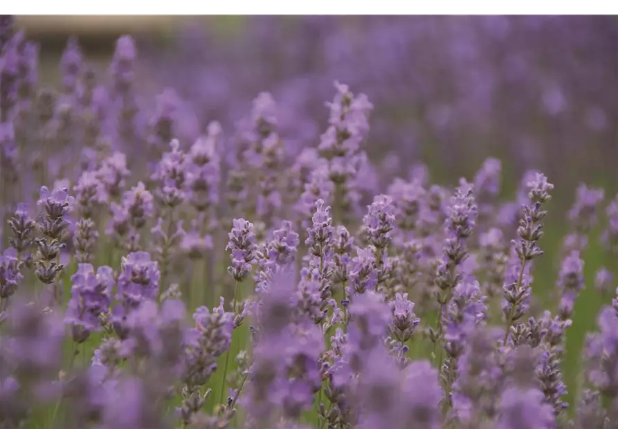 Lavandula ang. 'Little Lady' (hellblau), 12er Set