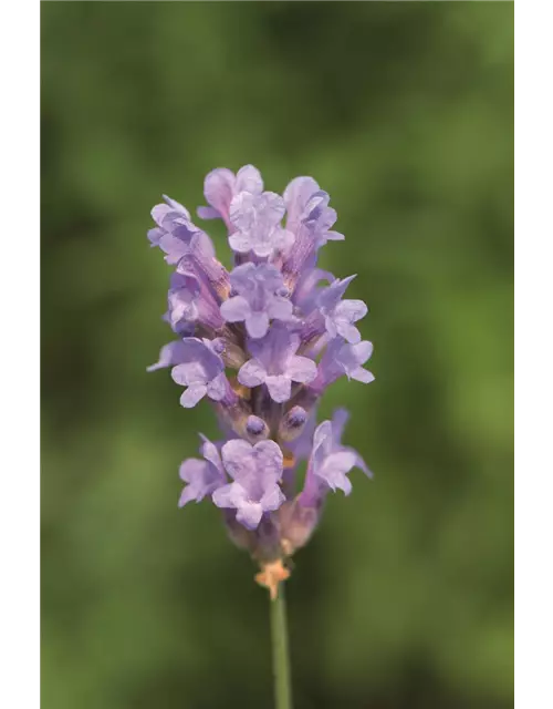 Lavandula ang. 'Little Lady' (hellblau), 12er Set