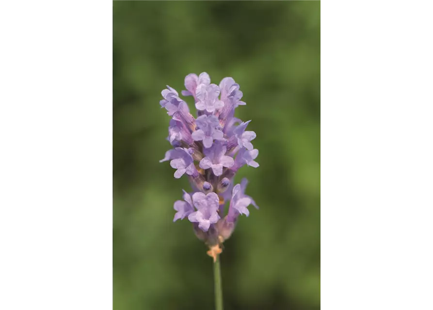 Lavandula ang. 'Little Lady' (hellblau), 12er Set