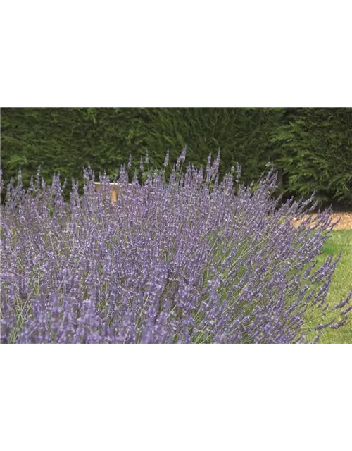 Lavandula x interm. 'Sussex' (blau), 12er Set