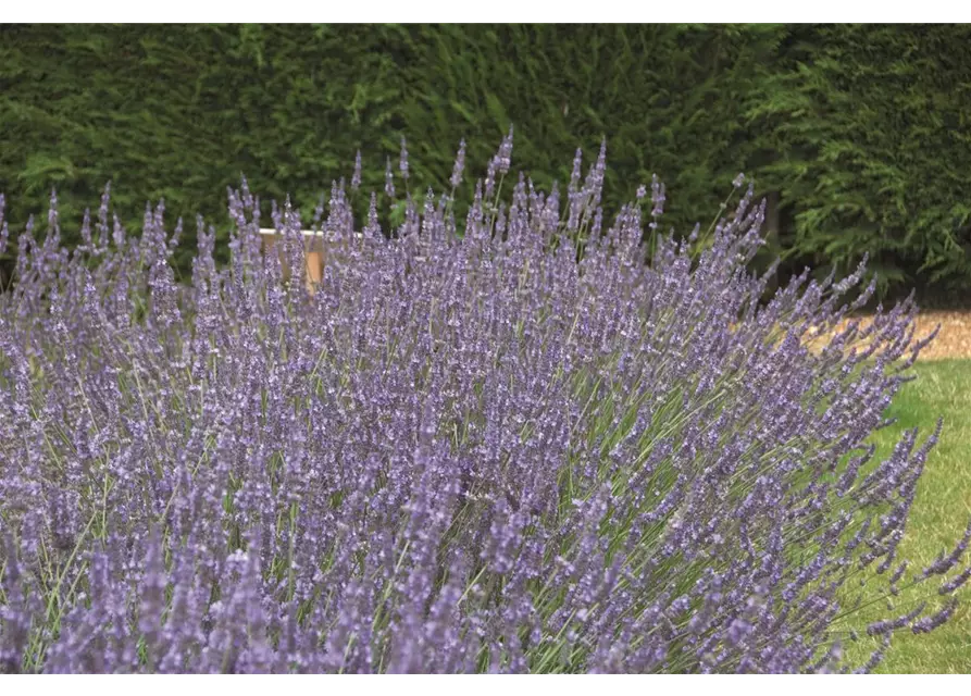 Lavandula x interm. 'Sussex' (blau), 12er Set