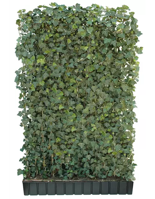 Hedera helix 'Woerneri', Hecke am laufenden Meter