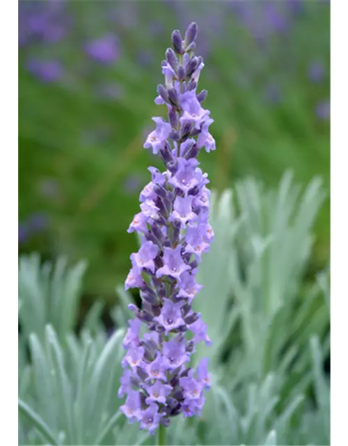 Lavandula x interm. 'Sussex' (blau), 12er Set