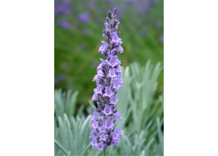 Lavandula x interm. 'Sussex' (blau), 12er Set