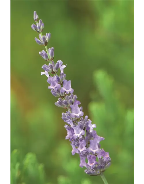 Lavandula x interm. 'Sussex' (blau), 12er Set