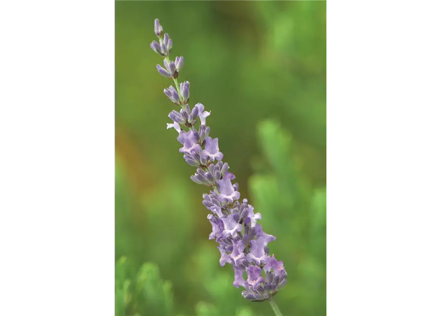 Lavandula x interm. 'Sussex' (blau), 12er Set