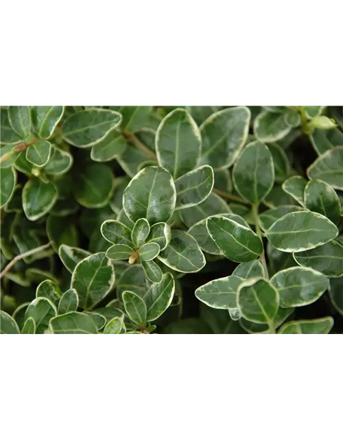 Vinca minor 'Ralph Shugert', 12er Set