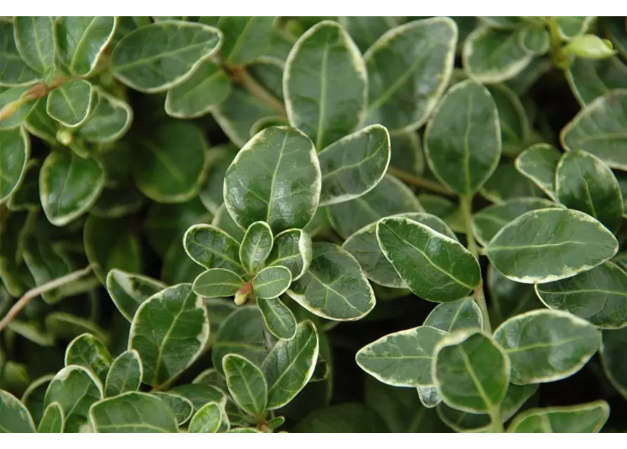 Vinca minor 'Ralph Shugert', 12er Set