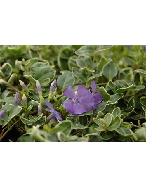 Vinca minor 'Ralph Shugert', 12er Set