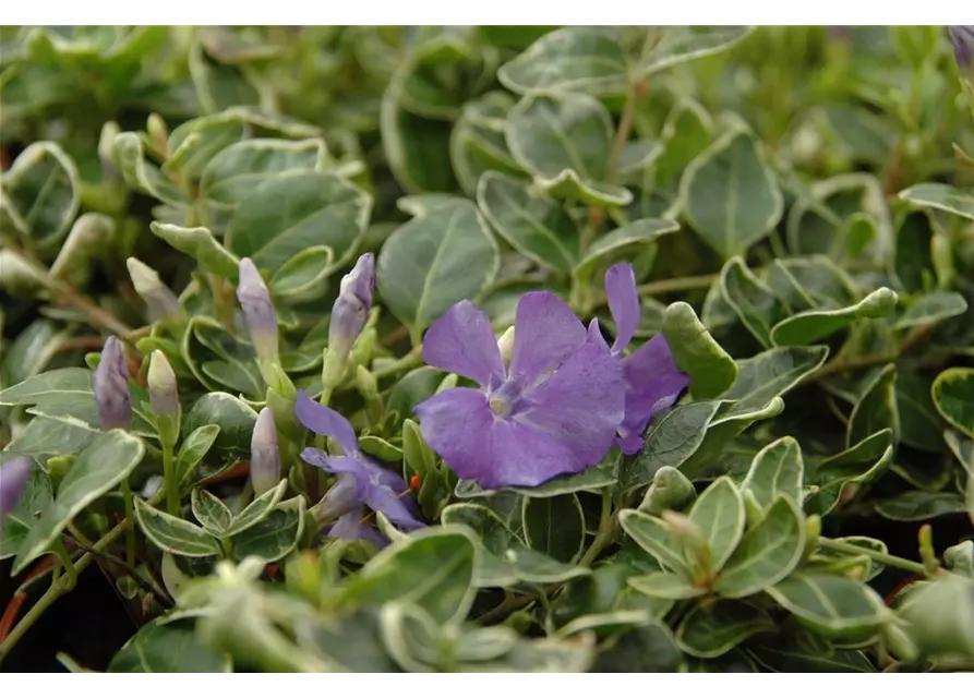 Vinca minor 'Ralph Shugert', 12er Set