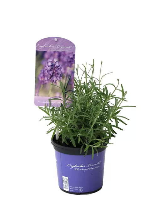 Lavandula ang. 'Peter Pan' (dunkelblau), 12er Set