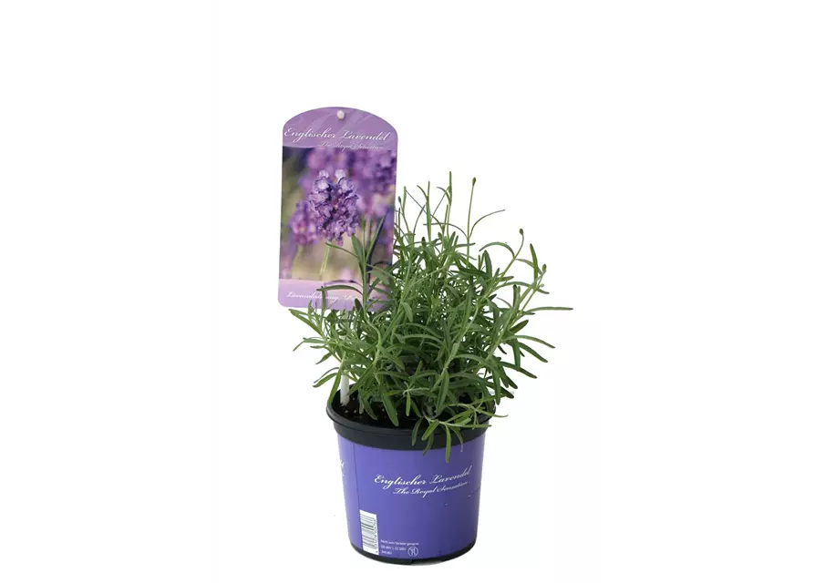 Lavandula ang. 'Peter Pan' (dunkelblau), 12er Set