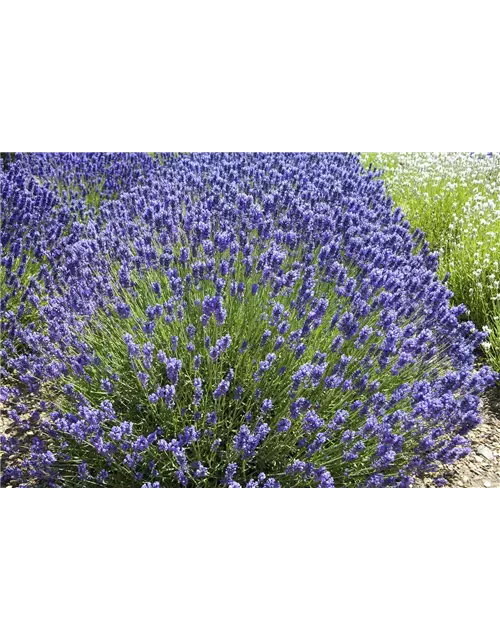 Lavandula ang. 'Loddon Blue' (dunkelblau), 12er Set