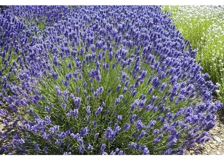 Lavandula ang. 'Loddon Blue' (dunkelblau), 12er Set