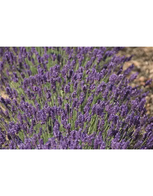 Lavandula ang. 'Peter Pan' (dunkelblau), 12er Set