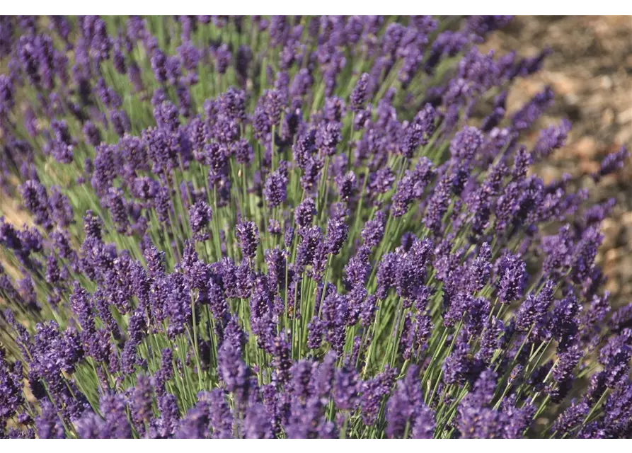 Lavandula ang. 'Peter Pan' (dunkelblau), 12er Set