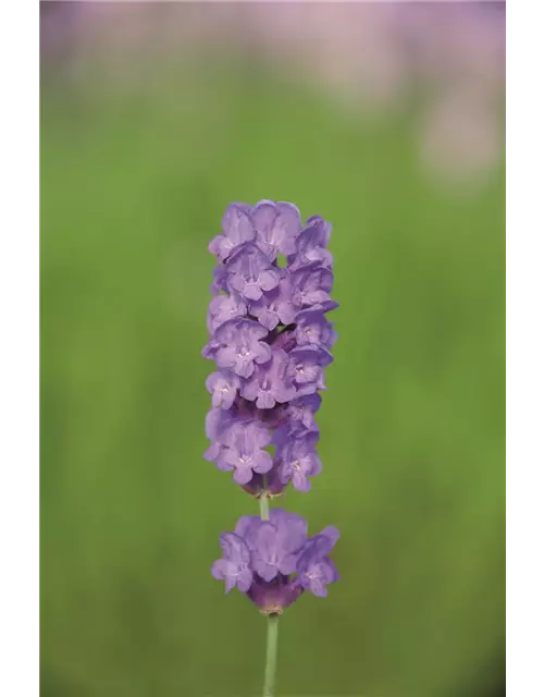 Lavandula ang. 'Loddon Blue' (dunkelblau), 12er Set