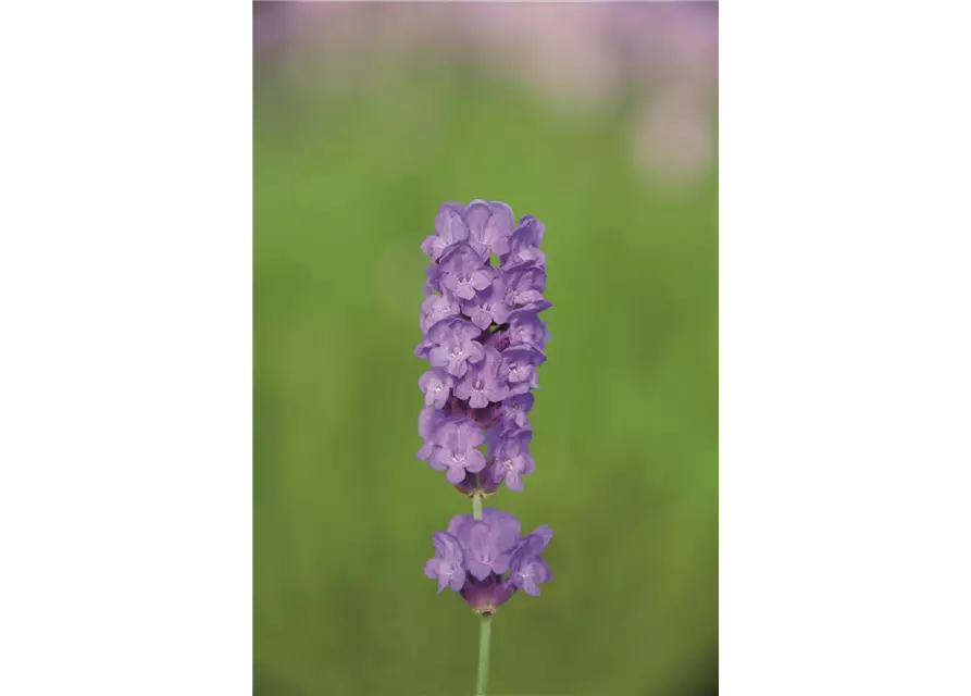 Lavandula ang. 'Loddon Blue' (dunkelblau), 12er Set