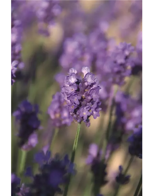 Lavandula ang. 'Peter Pan' (dunkelblau), 12er Set