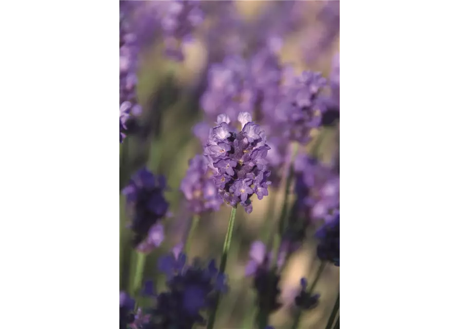 Lavandula ang. 'Peter Pan' (dunkelblau), 12er Set