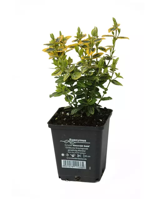 Euonymus fort. 'Emerald Gold', 12er Set