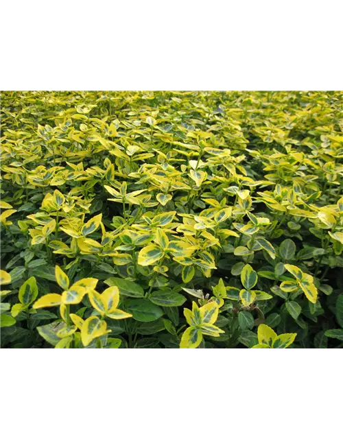 Euonymus fort. 'Emerald Gold', 12er Set