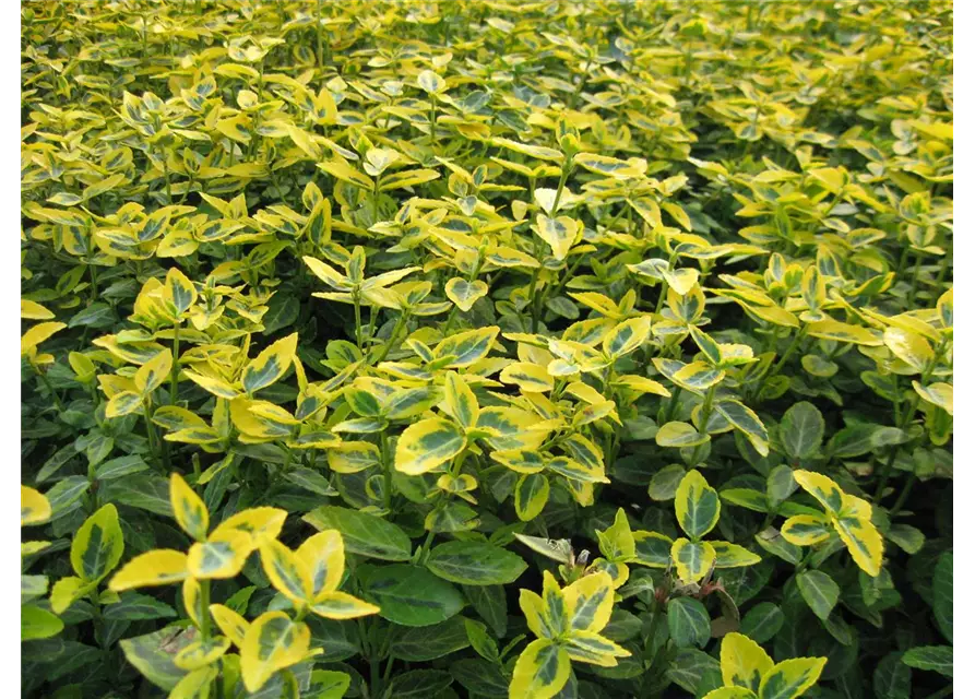 Euonymus fort. 'Emerald Gold', 12er Set