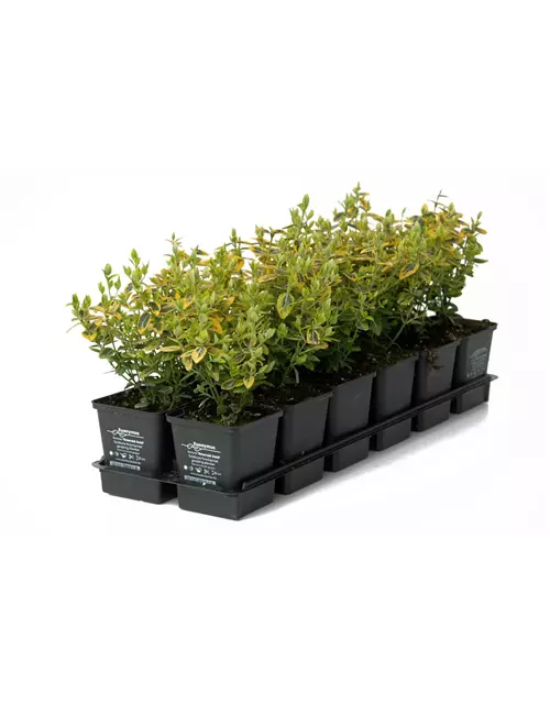 Euonymus fort. 'Emerald Gold', 12er Set