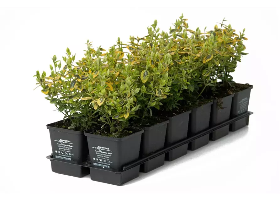 Euonymus fort. 'Emerald Gold', 12er Set