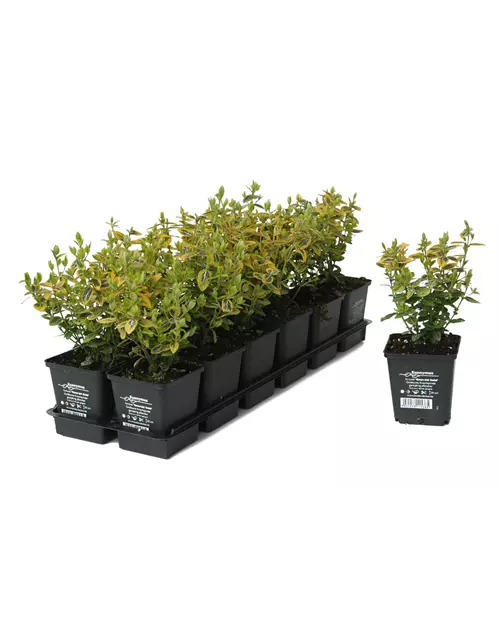 Euonymus fort. 'Emerald Gold', 12er Set