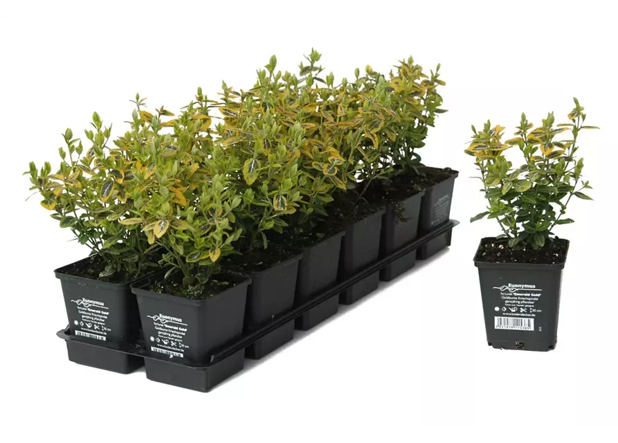 Euonymus fort. 'Emerald Gold', 12er Set