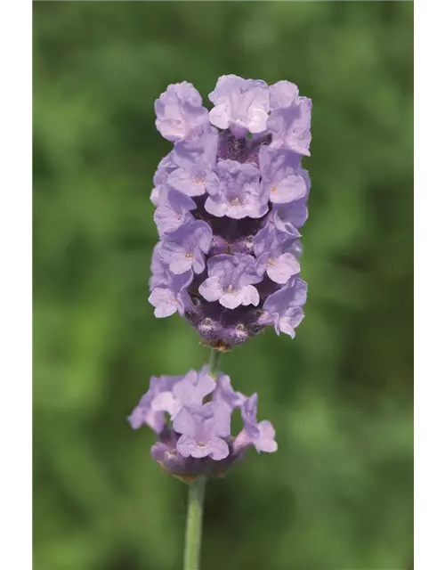 Lavandula ang. 'Melissa Lilac'® (hellblau), 12er Set