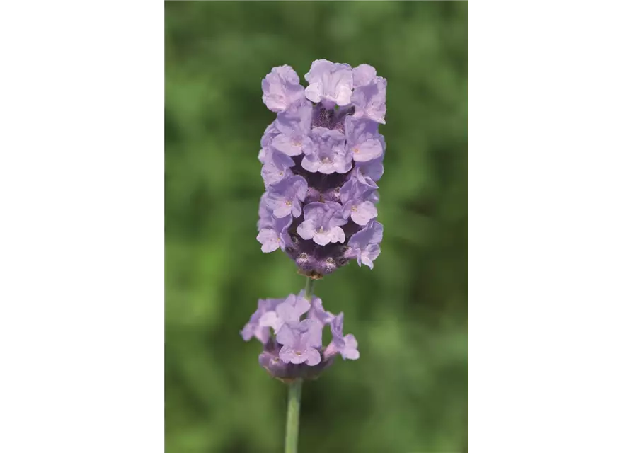 Lavandula ang. 'Melissa Lilac'® (hellblau), 12er Set