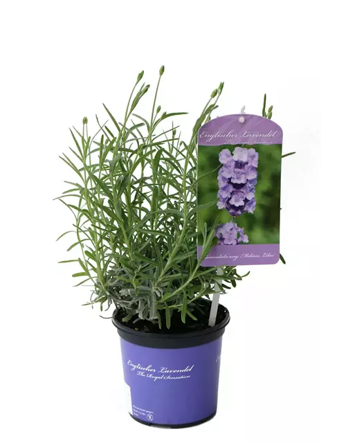 Lavandula ang. 'Melissa Lilac'® (hellblau), 12er Set