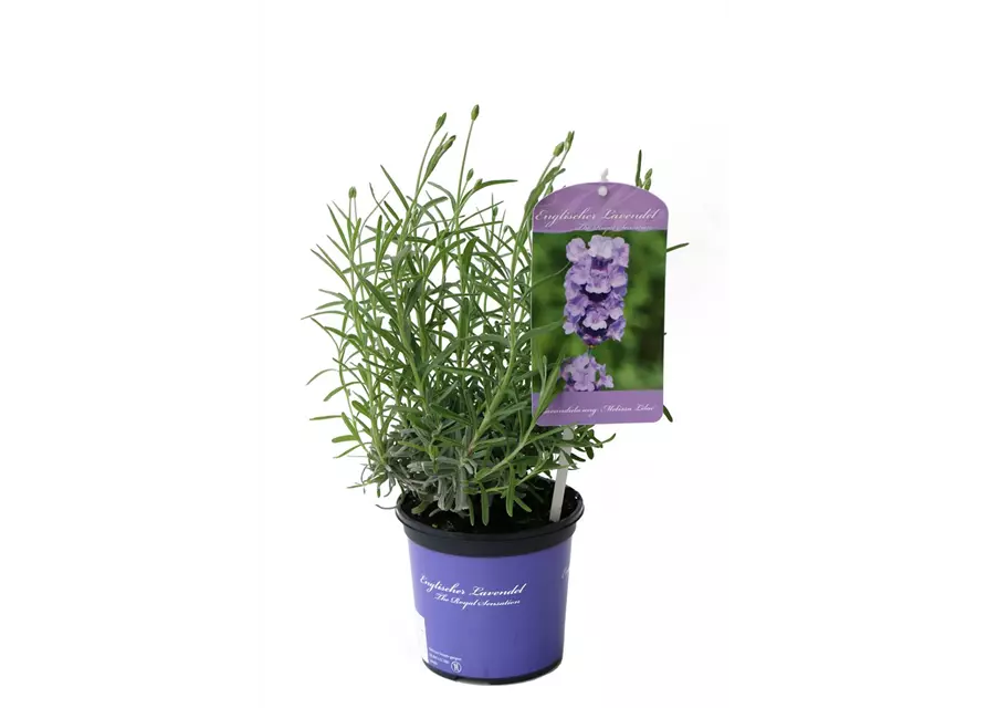 Lavandula ang. 'Melissa Lilac'® (hellblau), 12er Set